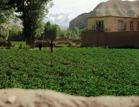 Frodig mark på landsbygda i Afghanistan